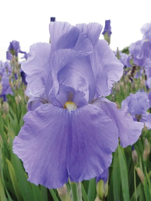 Iris, Sea Double - Image 2