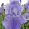 Iris, Sea Double