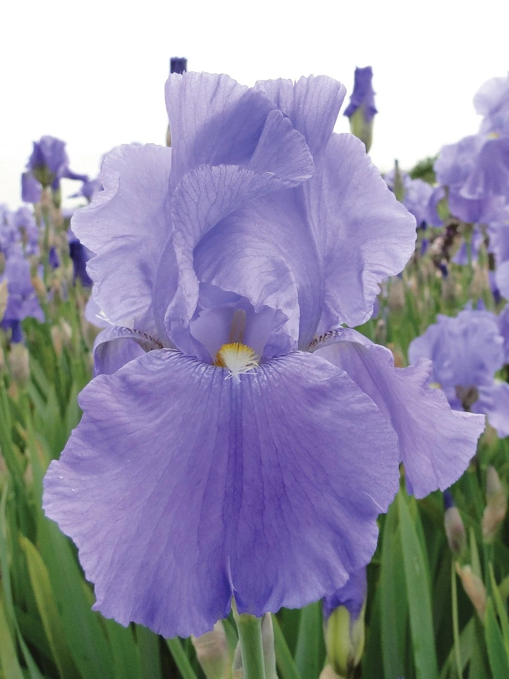 Iris, Sea Double