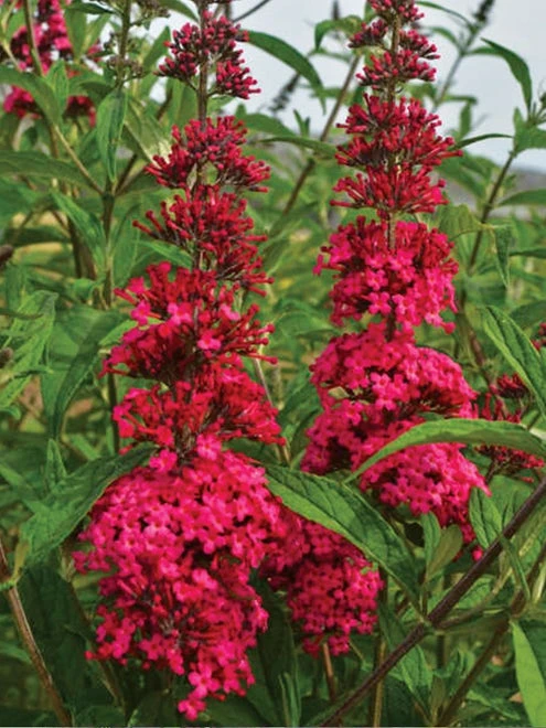 Buddleia, Prince Charming - Image 3