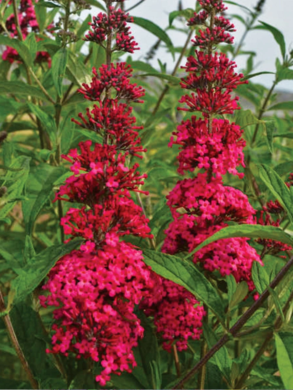 Buddleia, Prince Charming