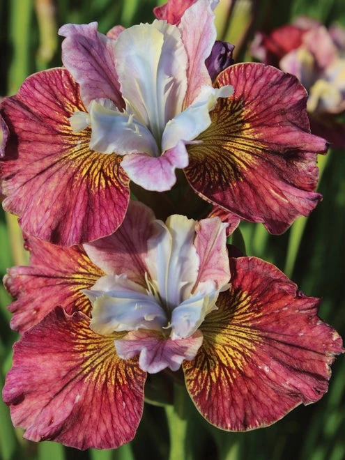 Iris, Peacock Butterfly Painted Woman - Image 2