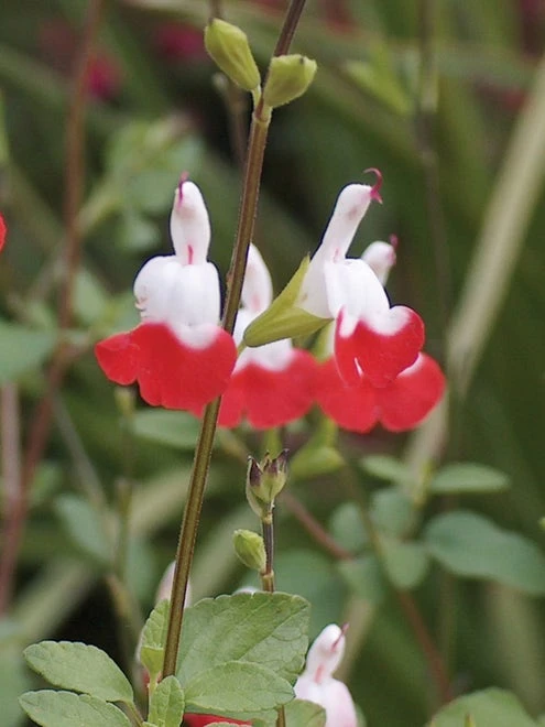 Salvia, Hot Lips - Image 4