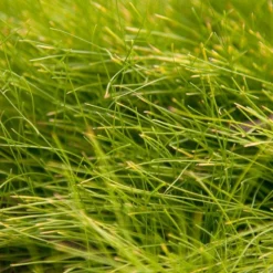 Molate Fescue Native Grass Seed (lb)