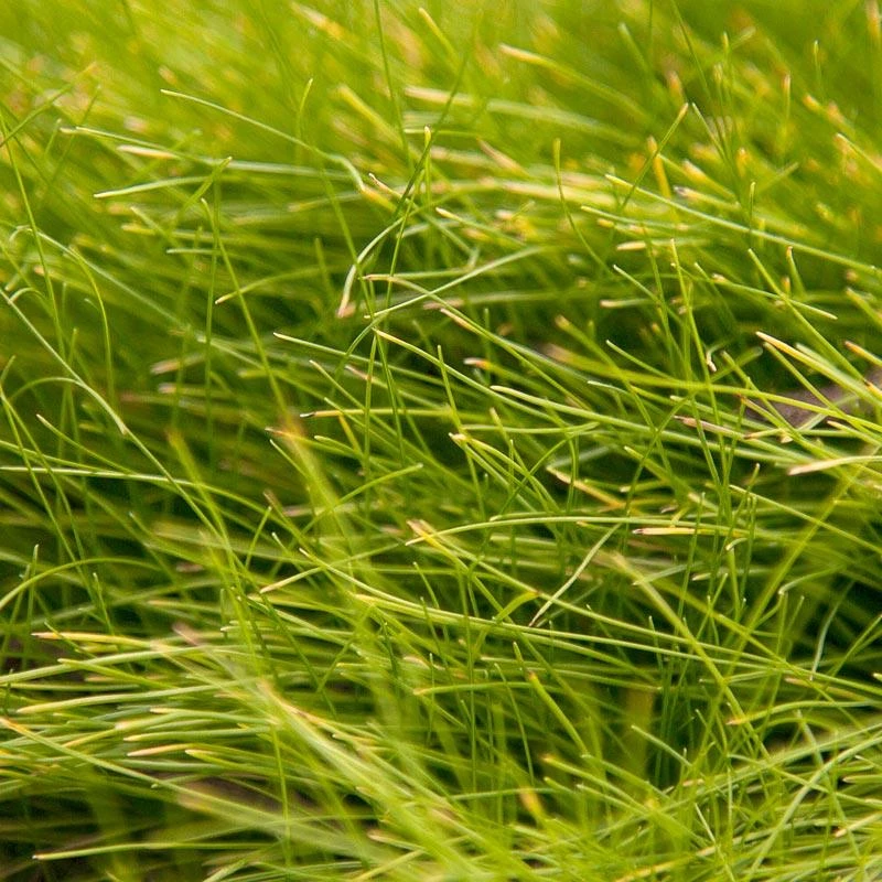 Molate Fescue Native Grass Seed (lb)