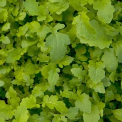 Mustard Mix Seed (lb)