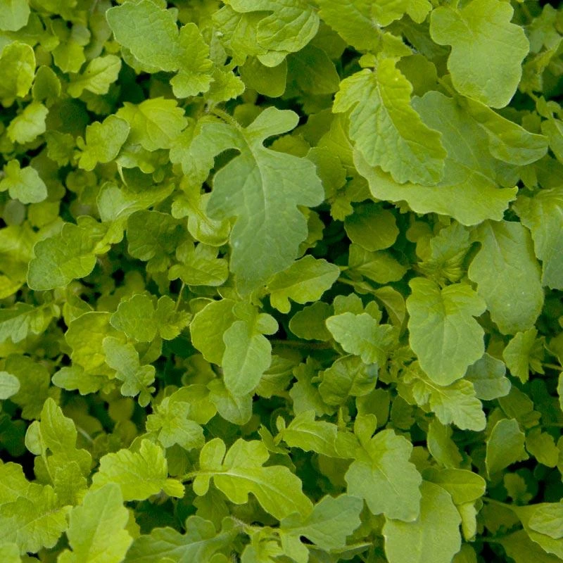 Mustard Mix Seed (lb)