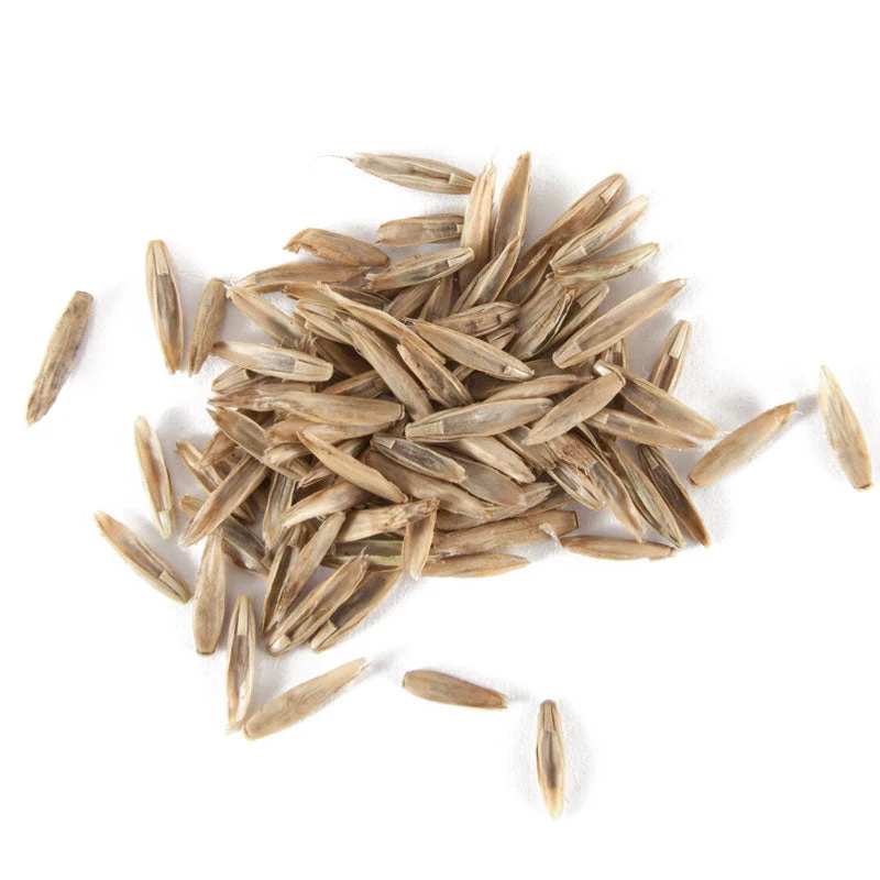 Organic Festulolium, Rye Fescue (lb) - Image 2