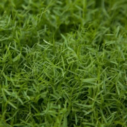 Organic Hairy Vetch - Raw Seed (lb)