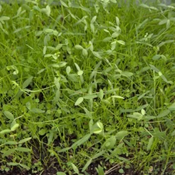 Peaceful Valley Dryland Erosion Fire Recovery Mix Nitrocoated (lb)