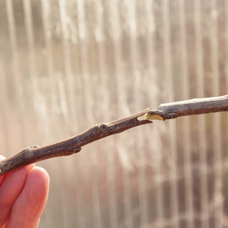 Zenport Grafting Tool - Omega Style - Image 2