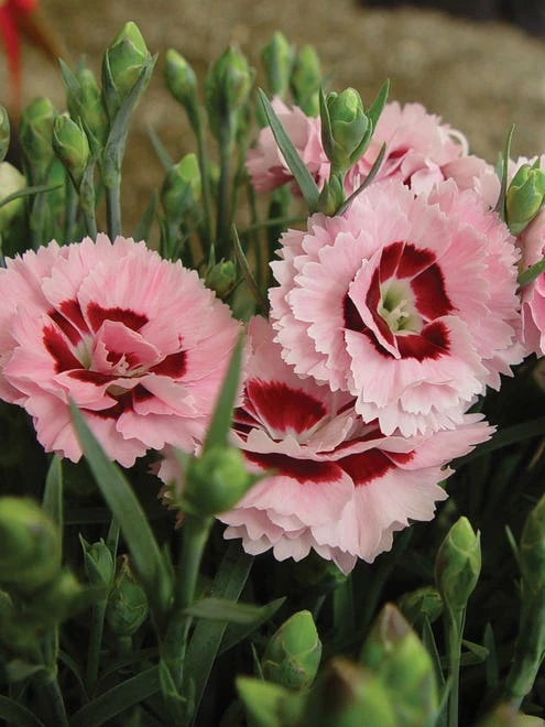 Dianthus, Raspberry Surprise - Image 4