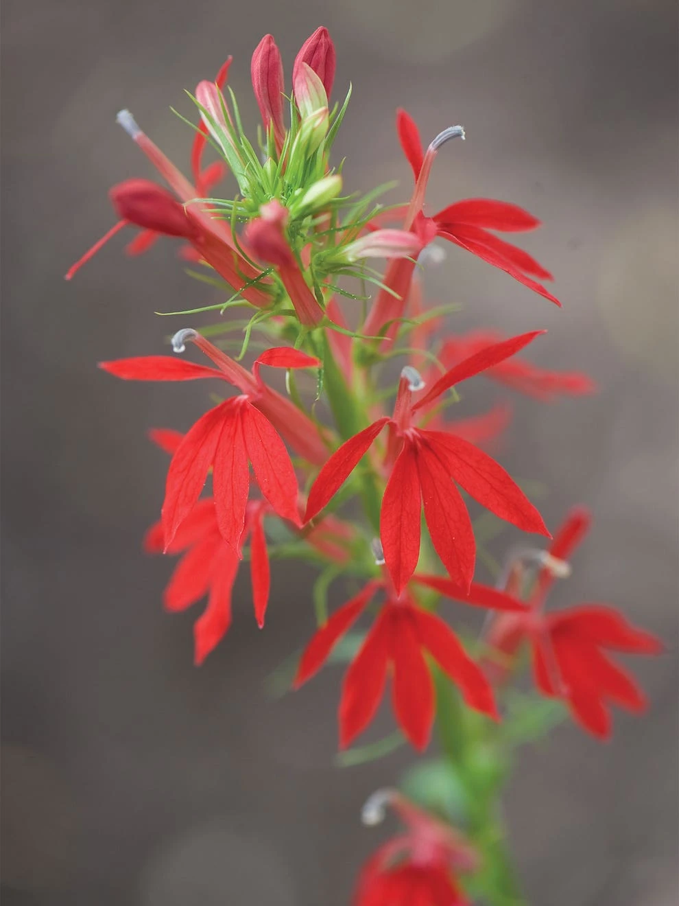 Lobelia, Cardinal Flower