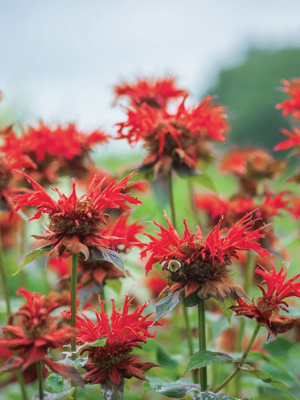 Monarda, Jacob Cline - Image 2