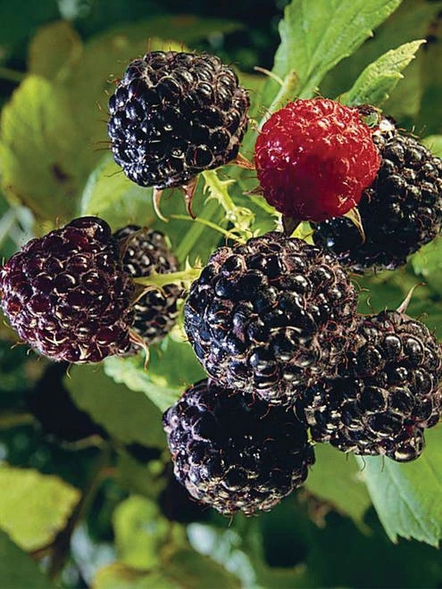 Raspberry, Bristol - Image 2