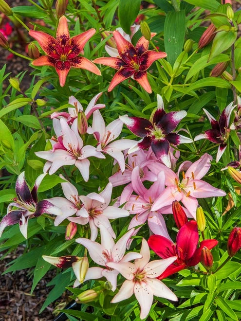 Lilies, Perennial Mixed - Image 4