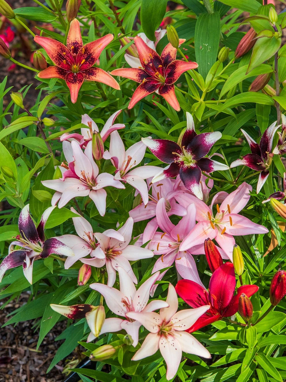 Lilies, Perennial Mixed - Image 2