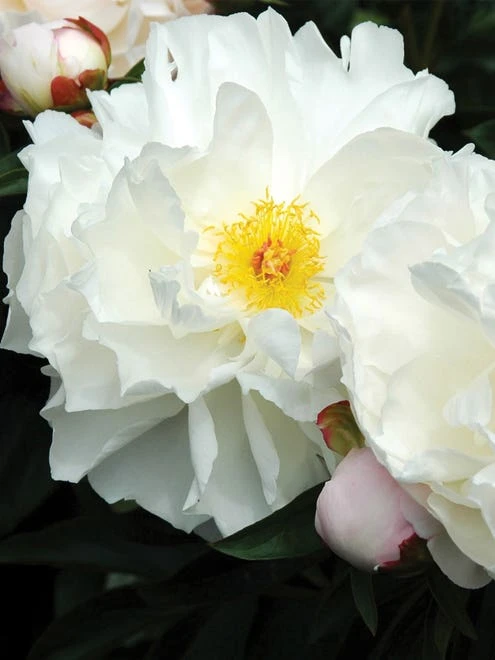 Peony, Immaculee - Image 4