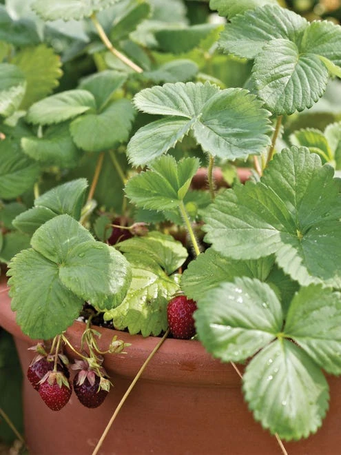 Strawberry, Purple Wonder® - Image 6