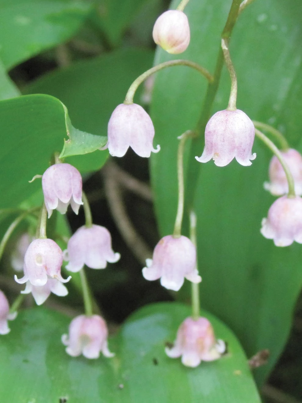 Lily Of The Valley, Rose - Image 2