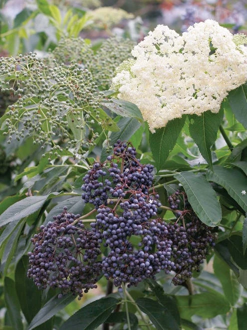 Elderberry, Collection - Image 2