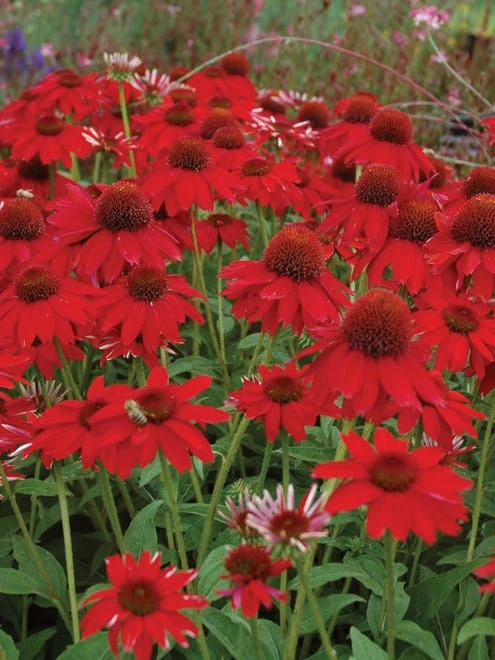 Echinacea, Sombrero Salsa Red - Image 4