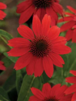 Echinacea, Sombrero Salsa Red