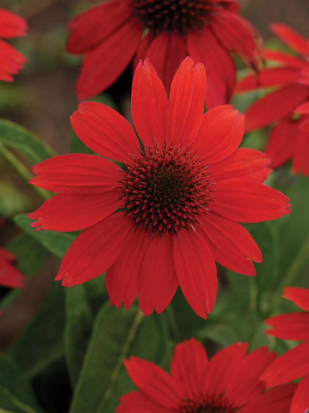 Echinacea, Sombrero Salsa Red