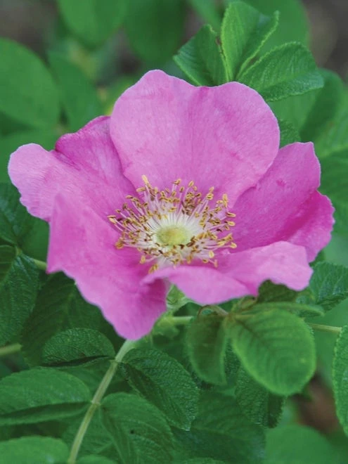 Rosa Rugosa, Rubra - Image 2