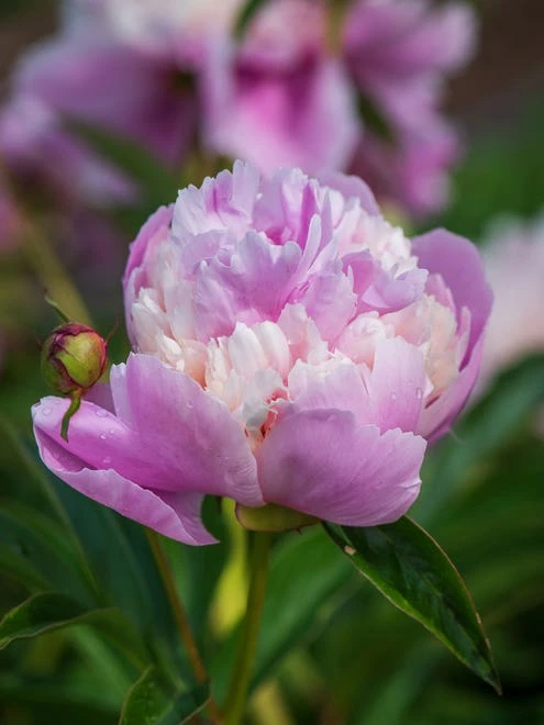 Paeonia, Sorbet - Image 7