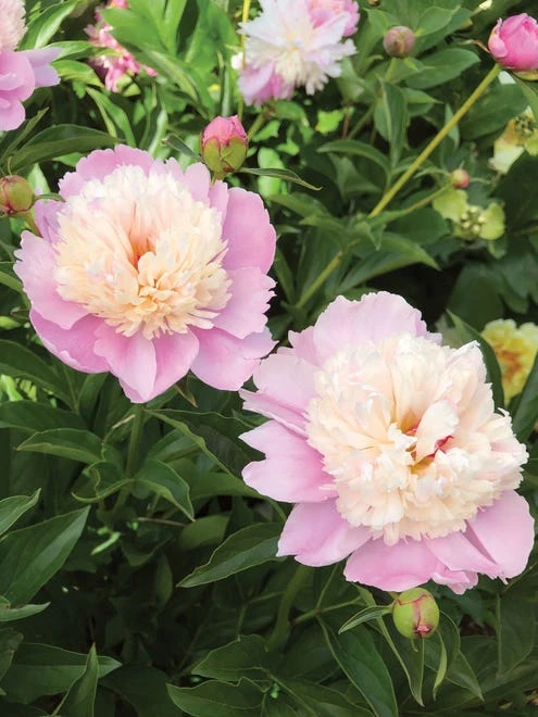 Paeonia, Sorbet - Image 8