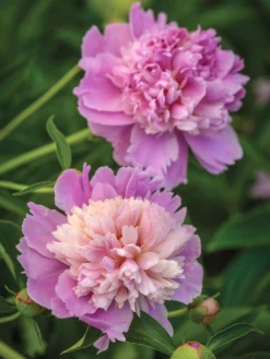 Paeonia, Sorbet
