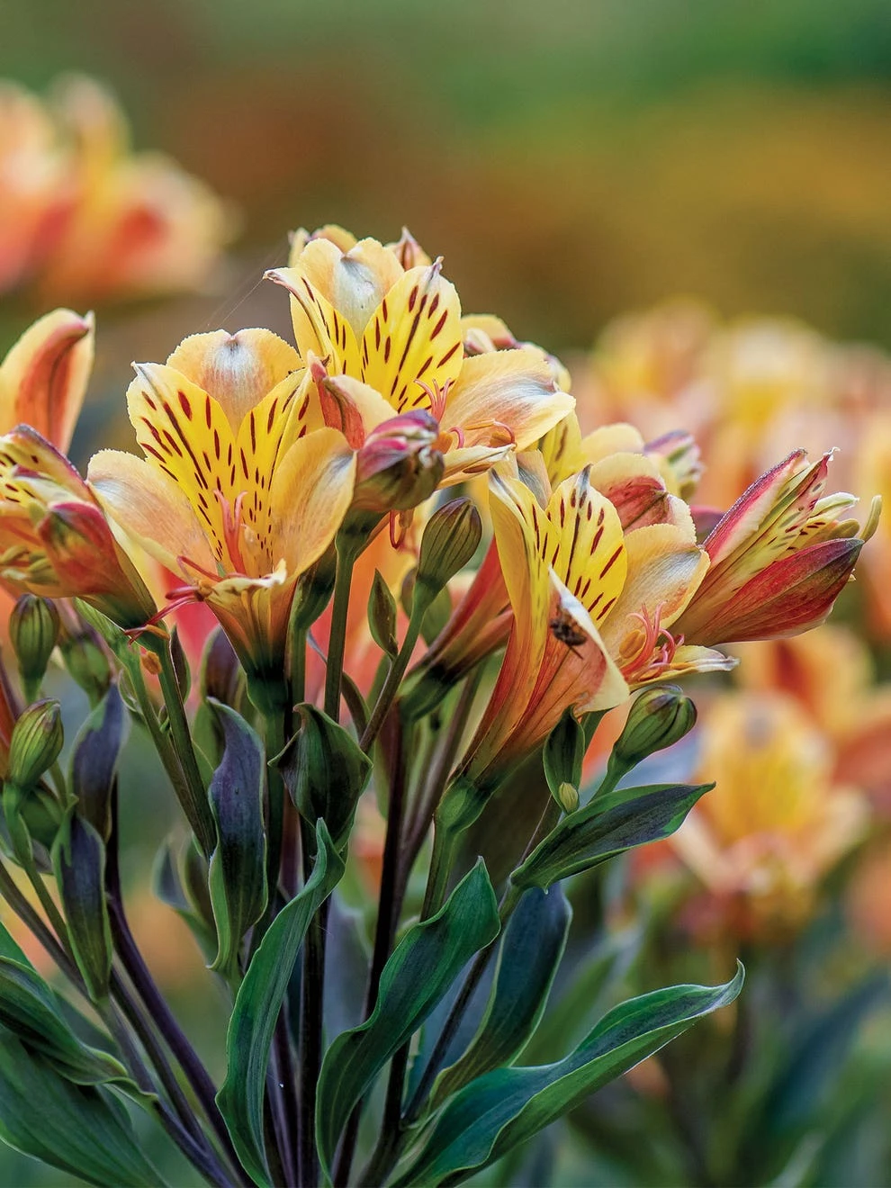 Alstroemeria, Summer Breeze - Image 2