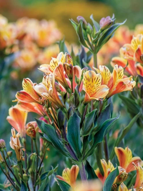 Alstroemeria, Summer Breeze - Image 6