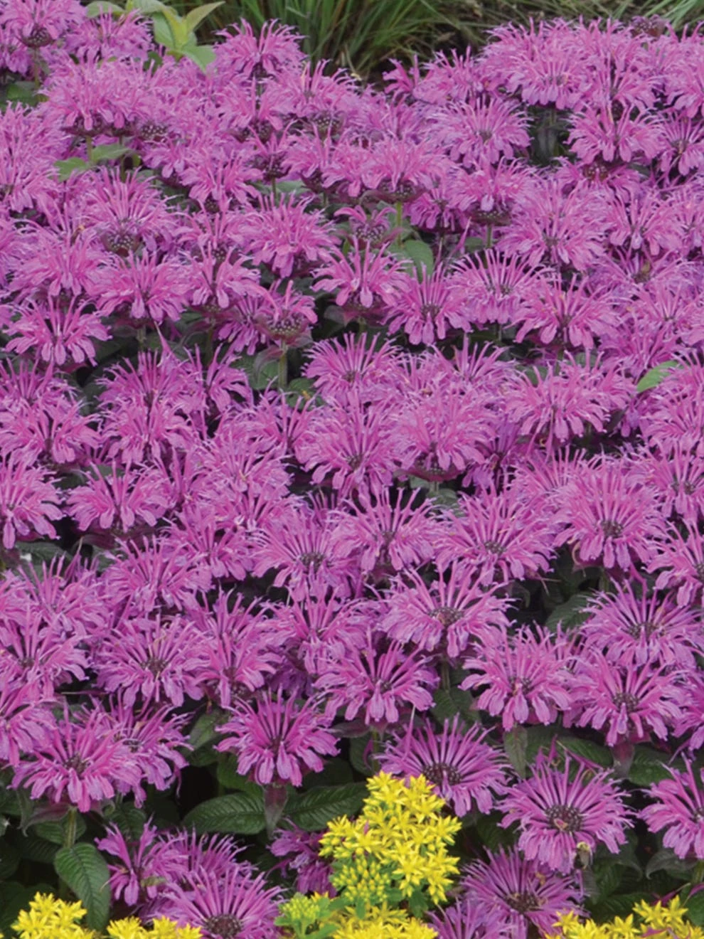 Monarda Didyma, Leading Lady Plum - Image 2