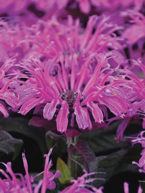Monarda Didyma, Leading Lady Plum - Image 3
