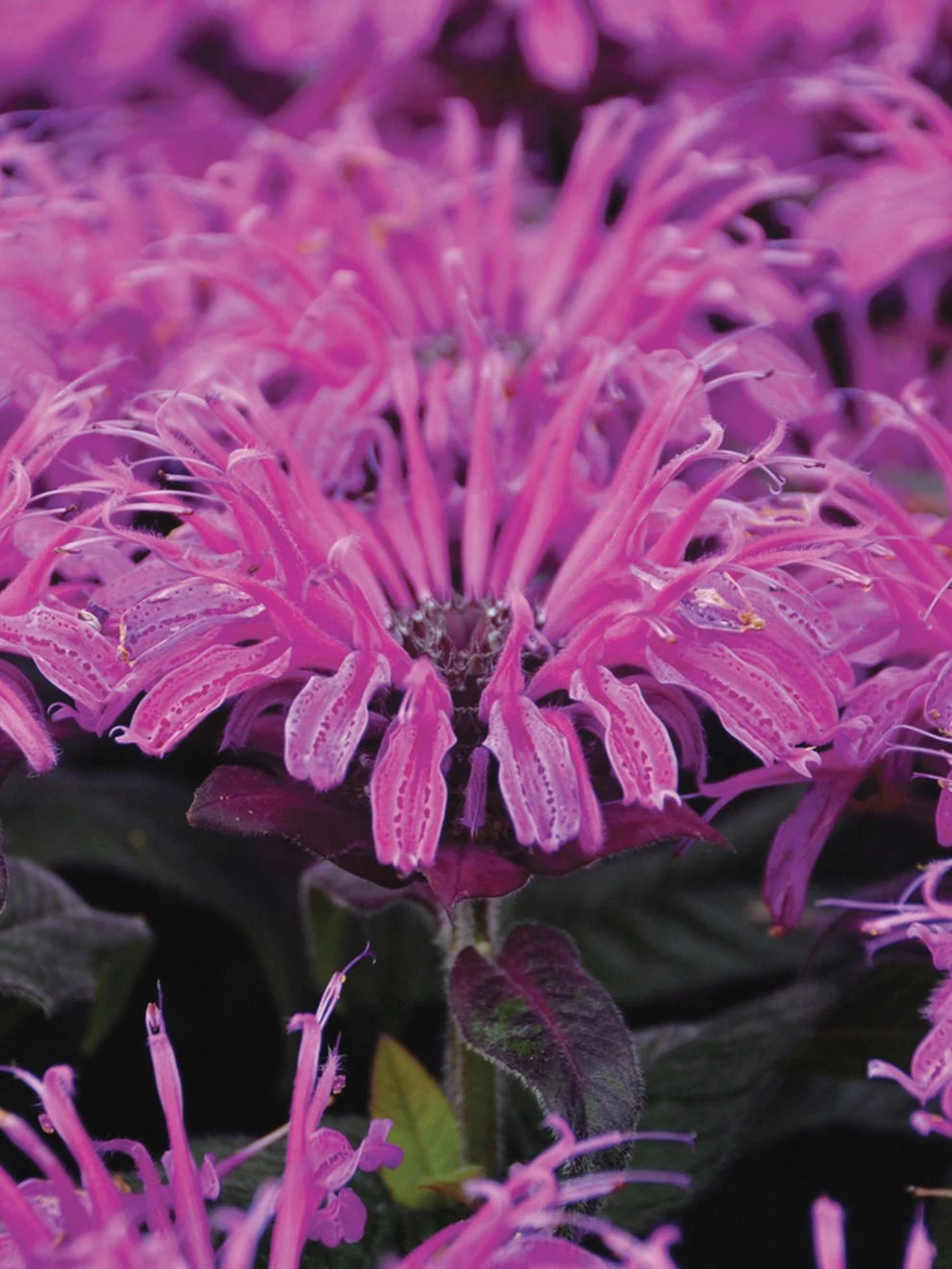 Monarda Didyma, Leading Lady Plum