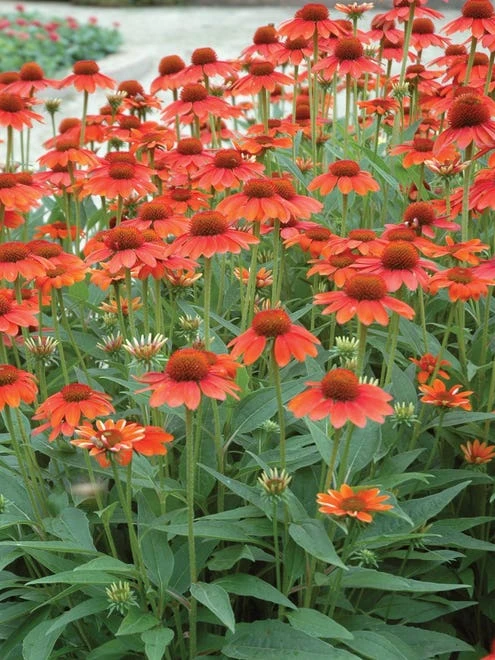 Echinacea, Sombrero Hot Coral - Image 5