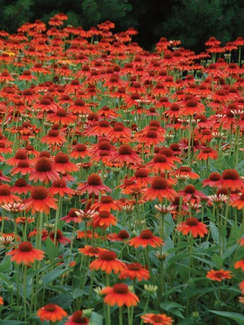 Echinacea, Sombrero Hot Coral - Image 6