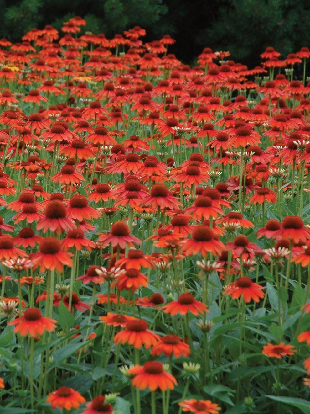 Echinacea, Sombrero Hot Coral - Image 3