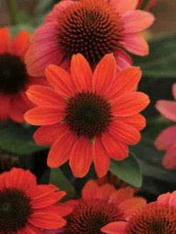Echinacea, Sombrero Hot Coral