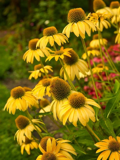 Echinacea, Sombrero Lemon Yellow - Image 6