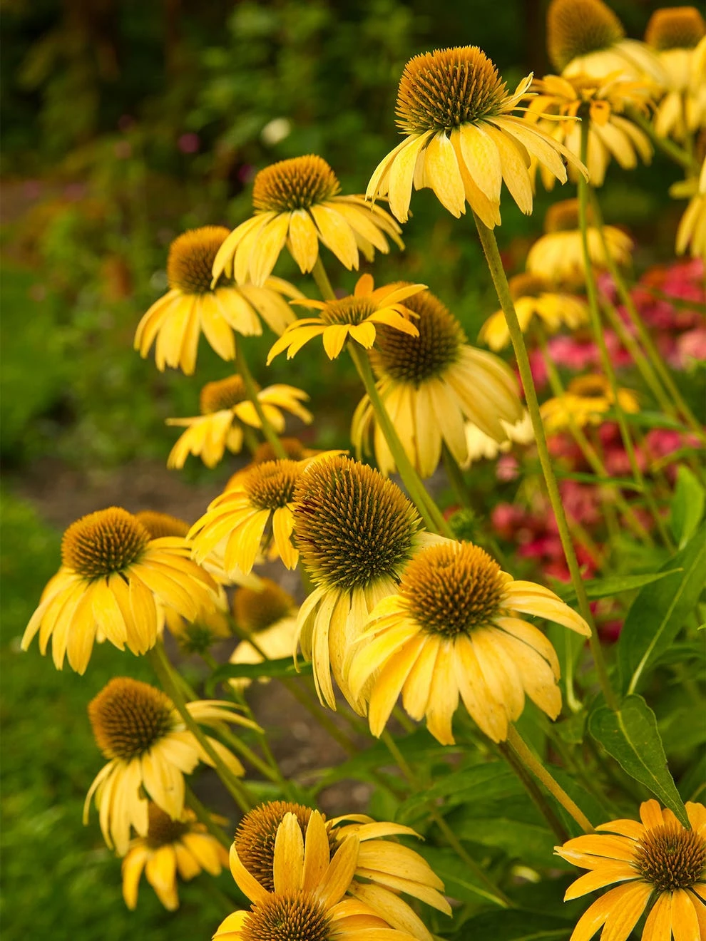 Echinacea, Sombrero Lemon Yellow - Image 3