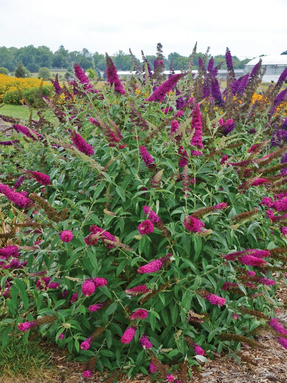Buddleia, Queen Of Hearts - Image 2