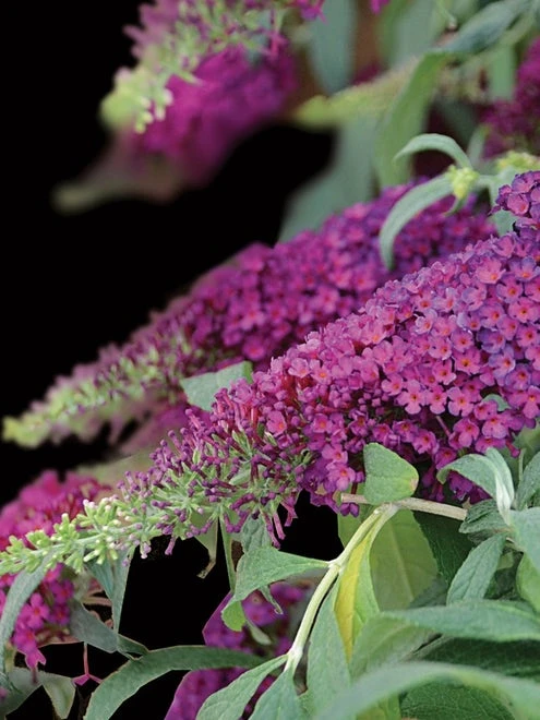 Buddleia, Queen Of Hearts - Image 3