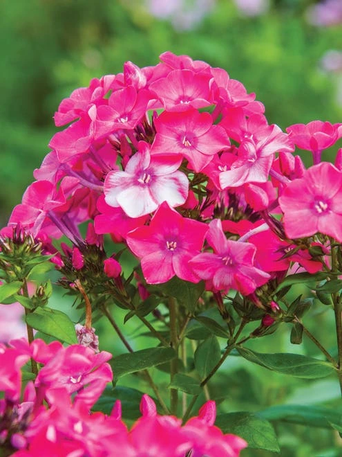 Phlox Paniculata, Glamour Girl - Image 8