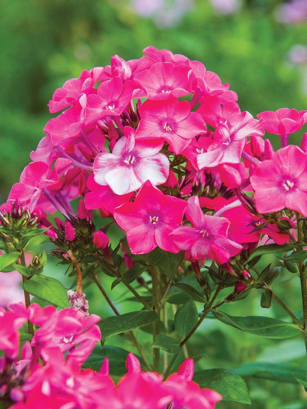 Phlox Paniculata, Glamour Girl - Image 4