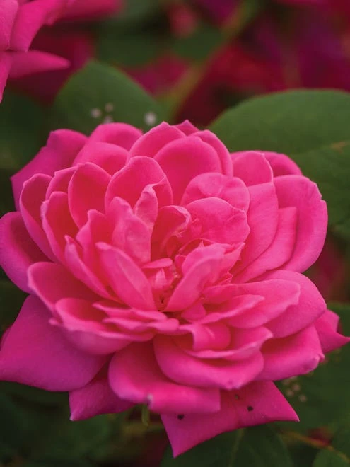 Rose, The Pink Double Knock Out - Image 4