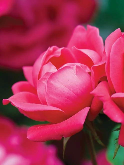 Rose, The Pink Double Knock Out - Image 5