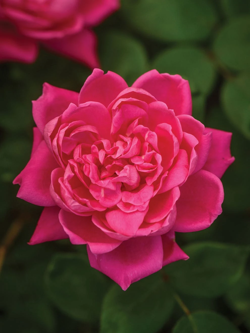 Rose, The Pink Double Knock Out - Image 3